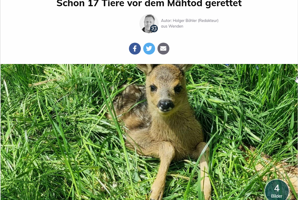Pressartikel Siegener Zeitung „Wendsche Kitzrettung“ ab Sonnenaufgang im Einsatz – Schon 17 Tiere vor dem Mähtod gerettet